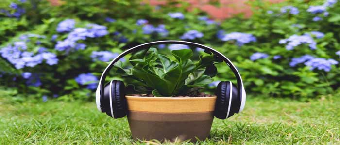 تاثیر موسیقی بر گیاهان در سبک های مختلف